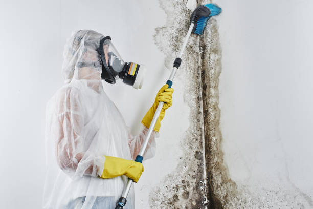 Best DIY Mold Remediation Support Services in Morgantown, IN