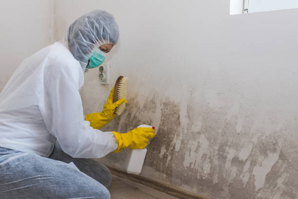 Best DIY Mold Remediation Support Services in Morgantown, IN