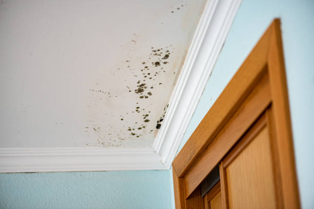 Best Mold Remediation for Specific Building Types in Morgantown, IN