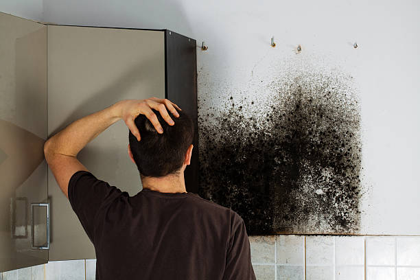 Best Industrial Mold Remediation in Morgantown, IN