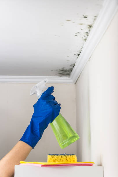 Professional Mold Remediation in Morgantown, IN